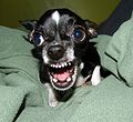 120px-Killer_Chihuahua